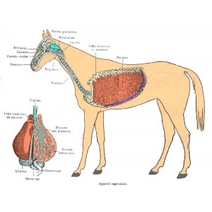  Respiration cheval