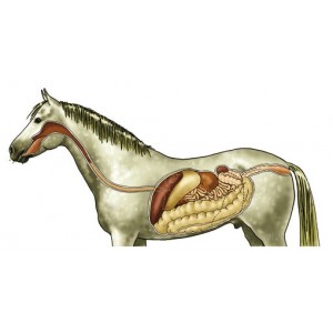  Digestion, foie et reins cheval